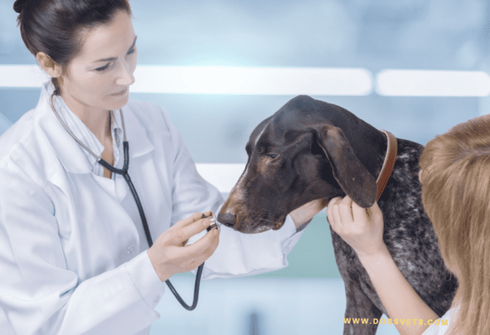 What Can I Give My Dog to Relieve His Pain?