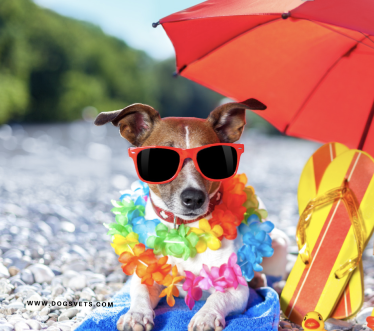 Tips for keeping your pet safe in the heat