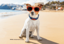 In the heat, keep your pets safe – Pets Safety Tips In the heat, keep your pets safe