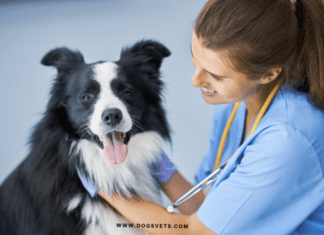 How to treat arthritis in dogs with medication and Treatment How to treat arthritis in dogs with medication and Treatment - Dogsvets