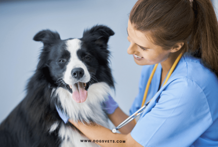 როგორ ვუმკურნალოთ ართრიტს ძაღლებში მედიკამენტებით და მკურნალობა - Dogsvets