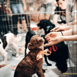 Adoptable Dogs in Your Local Shelter - How to Find & Adopt One