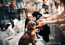 Adoptable Dogs in Your Local Shelter – How to Find & Adopt One Adoptable Dogs in Your Local Shelter - How to Find & Adopt One