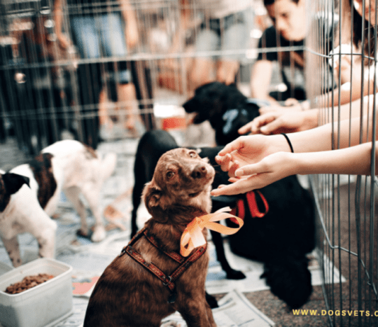 Adoptable Dogs in Your Local Shelter – How to Find & Adopt One Adoptable Dogs in Your Local Shelter - How to Find & Adopt One