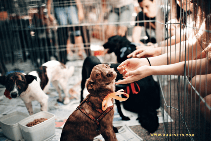Adoptowane psy w lokalnym schronie – jak znaleźć i adoptować?