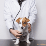 Low-Cost Spay/Neuter Programs: Pros & Cons – Dogsvets Low-Cost Spay/Neuter Programs: Pros & Cons - Dogsvets