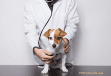 Low-Cost Spay/Neuter Programs: Pros & Cons – Dogsvets Low-Cost Spay/Neuter Programs: Pros & Cons - Dogsvets