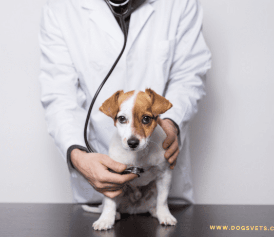 Low-Cost Spay/Neuter Programs: Pros & Cons – Dogsvets Low-Cost Spay/Neuter Programs: Pros & Cons - Dogsvets