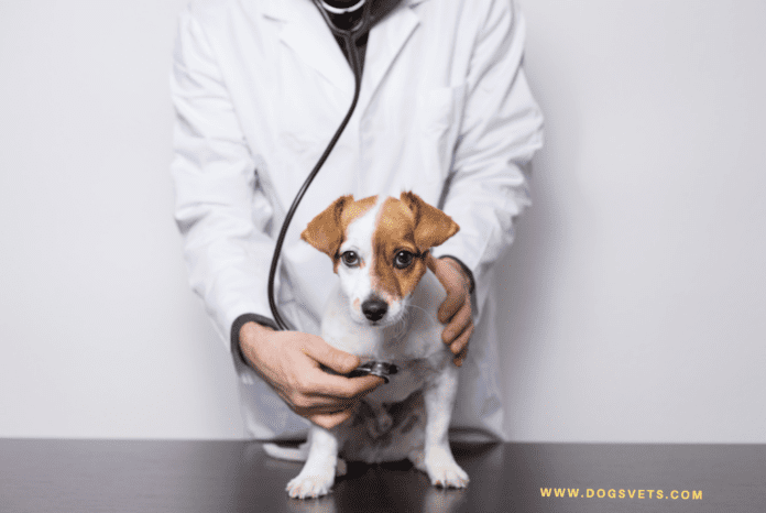 Low-Cost Spay/Neuter Programs: Pros & Cons - Dogsvets