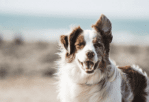 How to Save Money on Your Dog’s Insurance How to Save Money on Your Dog's Insurance