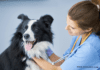 The Most Common Dog Diseases: Signs and Treatment | Dogsvets The Most Common Dog Diseases: Signs and Treatment | Dogsvets