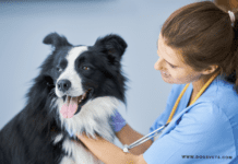 The Most Common Dog Diseases: Signs and Treatment | Dogsvets The Most Common Dog Diseases: Signs and Treatment | Dogsvets