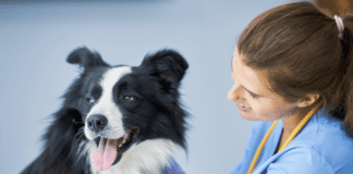 The Most Common Dog Diseases: Signs and Treatment | Dogsvets The Most Common Dog Diseases: Signs and Treatment | Dogsvets
