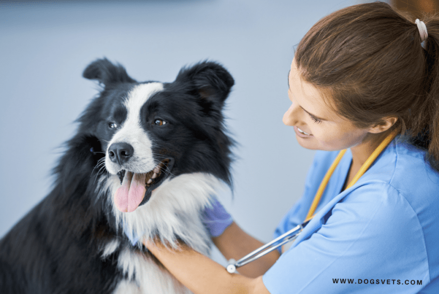 The Most Common Dog Diseases: Signs and Treatment | Dogsvets