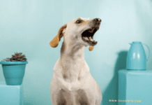 Barking: Why Dogs Bark – Stop Excessive Barking – Dogsvets Barking: Why Dogs Bark - Stop Excessive Barking - Dogsvets