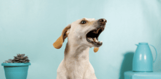 Barking: Why Dogs Bark – Stop Excessive Barking – Dogsvets Barking: Why Dogs Bark - Stop Excessive Barking - Dogsvets