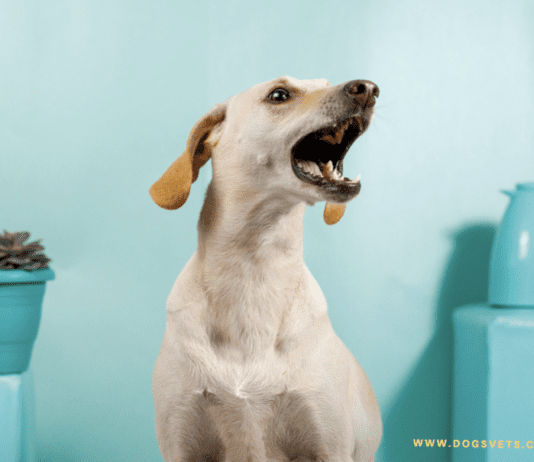 Barking: Why Dogs Bark – Stop Excessive Barking – Dogsvets Barking: Why Dogs Bark - Stop Excessive Barking - Dogsvets