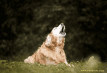 Why Is My Dog Barking At Me All Of A Sudden | Dogsvets Why is my dog barking at me all of a sudden