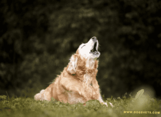 Why Is My Dog Barking At Me All Of A Sudden | Dogsvets Why is my dog barking at me all of a sudden