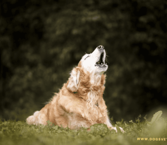 Why Is My Dog Barking At Me All Of A Sudden | Dogsvets Why is my dog barking at me all of a sudden