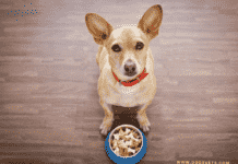 List Of 15 Human Foods That Can Be Harmful To Pets (Bad Food For Dogs) Avoid Feeding These Human Foods to Your Pets (Bad dog food)