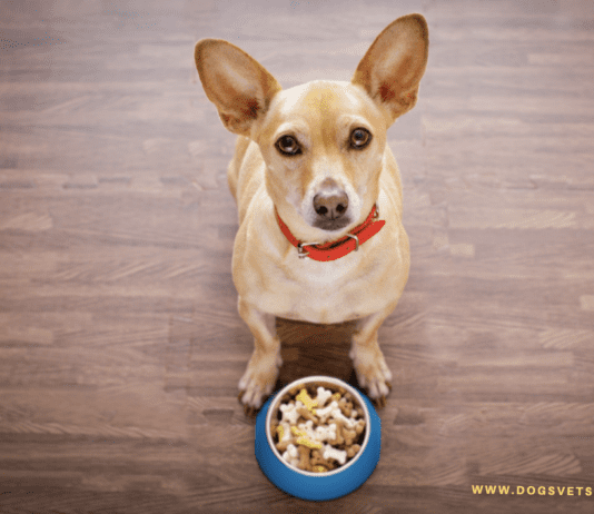 List Of 15 Human Foods That Can Be Harmful To Pets (Bad Food For Dogs) Avoid Feeding These Human Foods to Your Pets (Bad dog food)