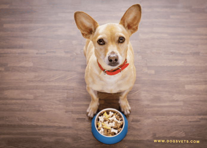 Avoid Feeding These Human Foods to Your Pets (Bad dog food)