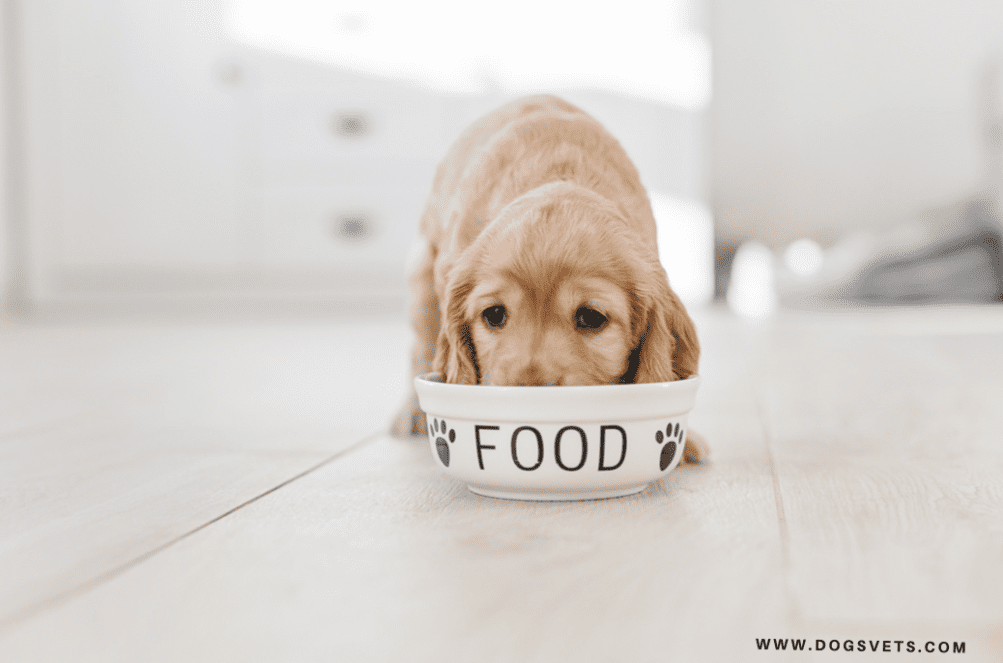 Bad dog food