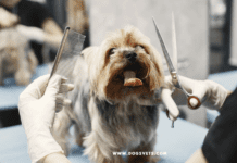 What does dog grooming include when done by a professional? What does dog grooming include when done by a professional?