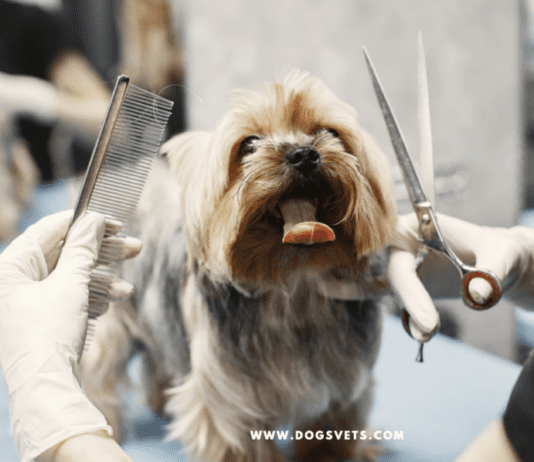 What does dog grooming include when done by a professional? What does dog grooming include when done by a professional?