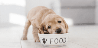 Wet or dry food — which should you gives your dog to eat? Wet or dry food — which should you gives your dog to eat?