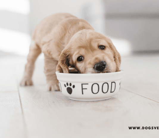 Wet or dry food — which should you gives your dog to eat? Wet or dry food — which should you gives your dog to eat?