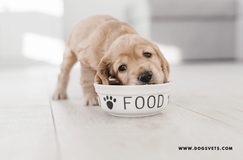 Wet or dry food — which should you gives your dog to eat?