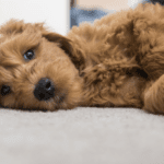 7 Important Facts That You Should Know About Goldendoodle [2022]