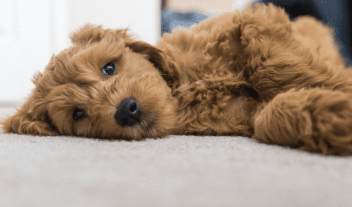 7 Important Facts That You Should Know About Goldendoodle [2022]