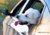 Tips to remove our dog hair in car page