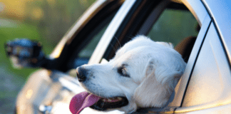 Tips to remove dog hair out of car carpet Tips to remove our dog hair in car page