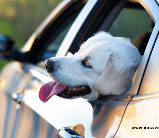 Tips to remove dog hair out of car carpet Tips to remove our dog hair in car page