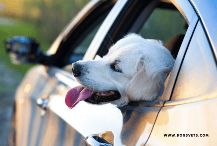 Tips to remove our dog hair in car page