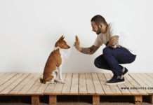 3 Dog-Themed Slots To Try Out This Year 3 Dog-Themed Slots To Try Out This Year