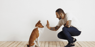 3 Dog-Themed Slots To Try Out This Year 3 Dog-Themed Slots To Try Out This Year