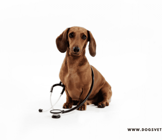 Benefits Of Online Vet Consultations For Your Dogs Benefits Of Online Vet Consultations For Your Dogs