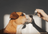 CBD Oil For Dogs: Everything You Need to Know