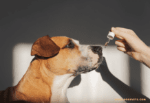 CBD Oil For Dogs: Everything You Need to Know CBD Oil For Dogs: Everything You Need to Know
