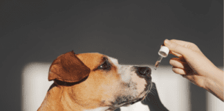 CBD Oil For Dogs: Everything You Need to Know CBD Oil For Dogs: Everything You Need to Know