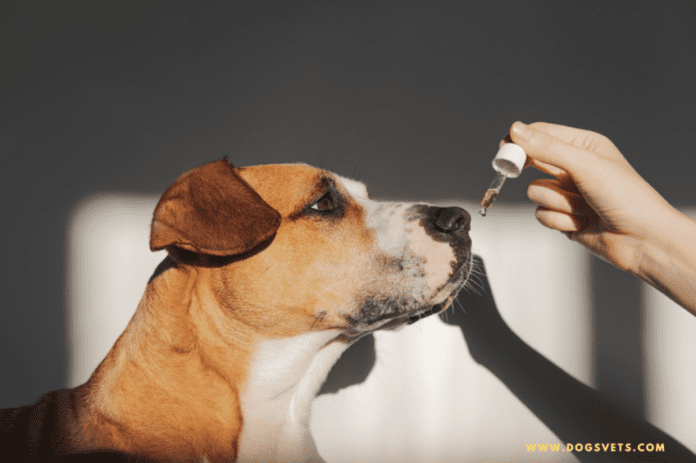 CBD eļļa suņiem: viss, kas jums jāzina