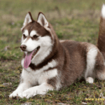 How Do You Take Care of Your Husky?