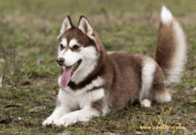 How Do You Take Care of Your Husky? How Do You Take Care of Your Husky?