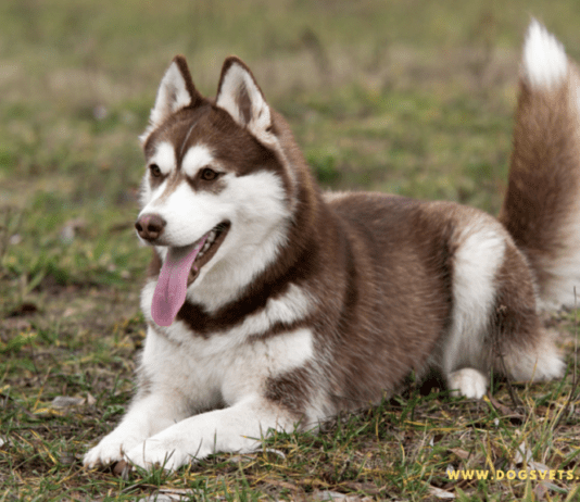 How Do You Take Care of Your Husky? How Do You Take Care of Your Husky?