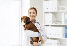 Can Dogs Get High? What Can You Do If Your Dog Is Stoned? Can Dogs Get High And What Can You Do If Your Dog Is Stoned?